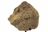 Fossil Triceratops Vertebra Section w/ Metal Stand - South Dakota #339980-2